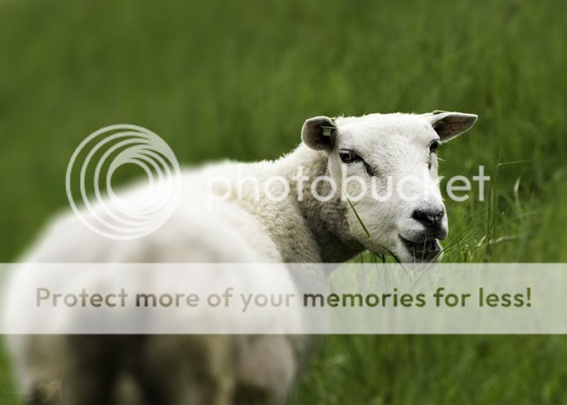 Fotografie