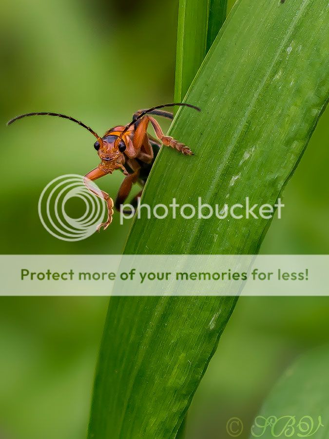 Fotografie