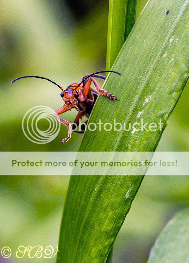 Fotografie