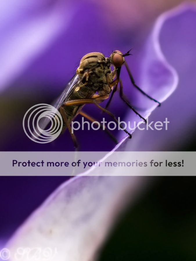 Fotografie