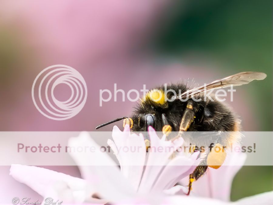 Fotografie