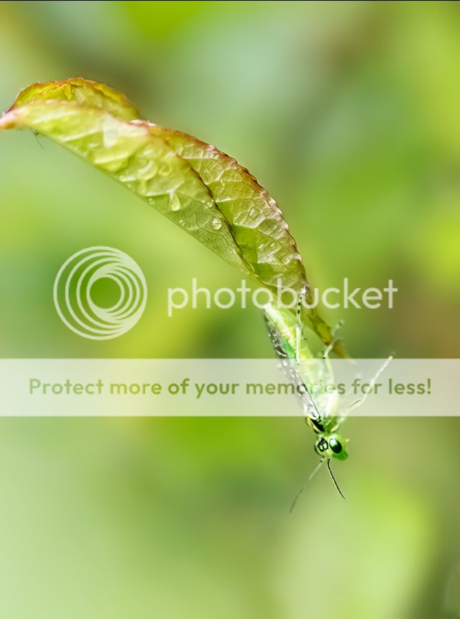Fotografie