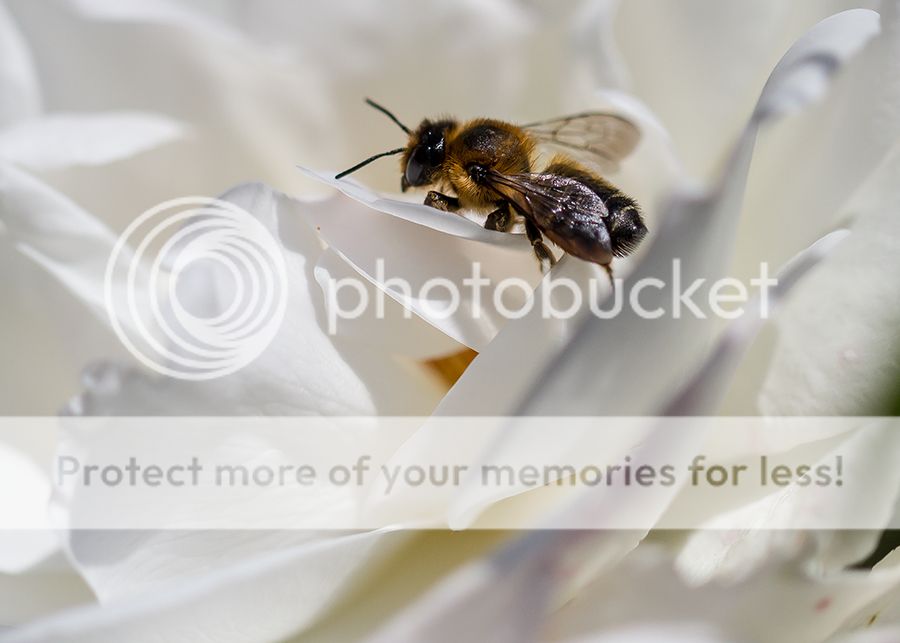 Fotografie