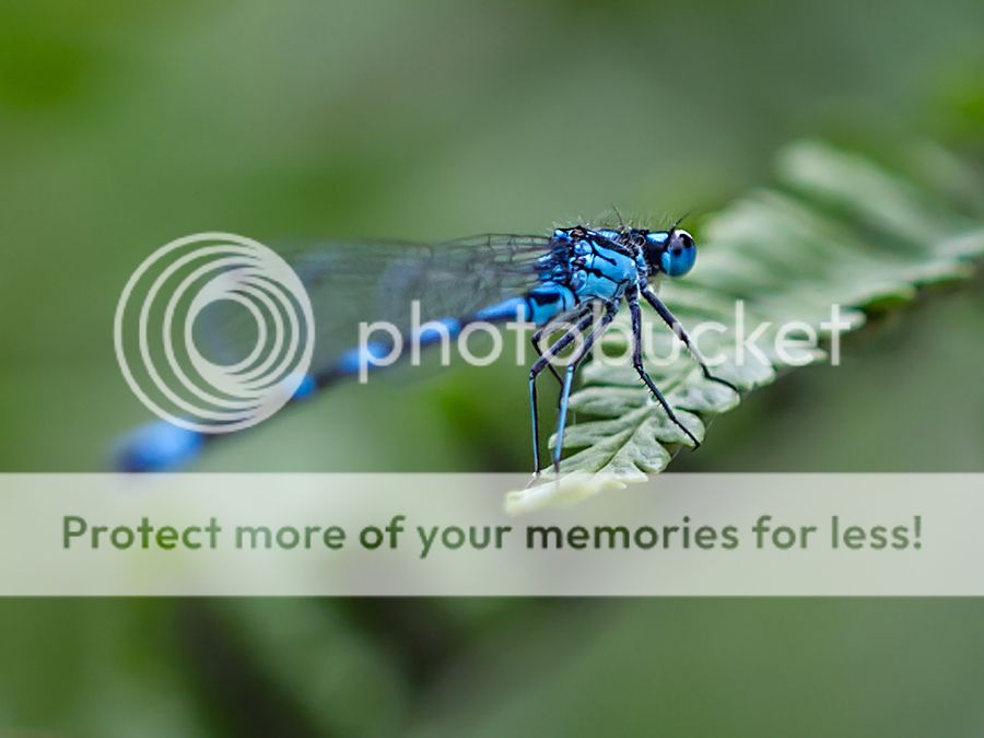 Fotografie