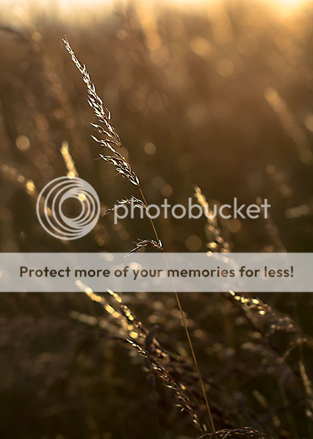 Fotografie