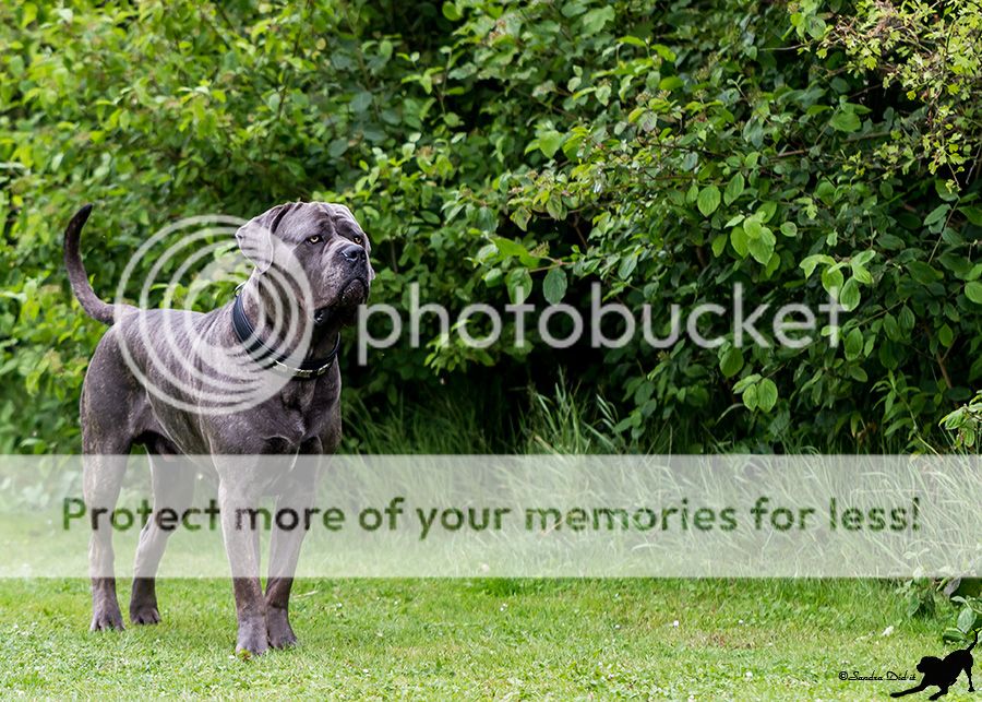 Fotografie