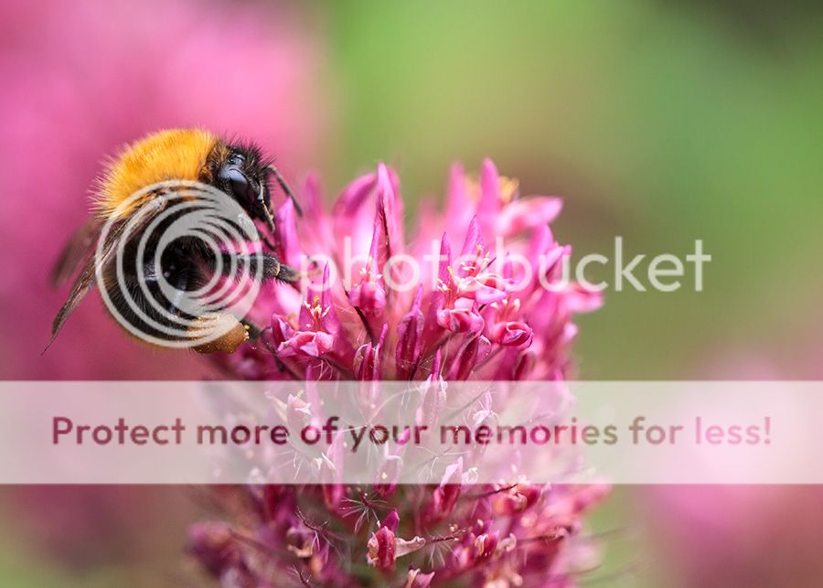 Fotografie