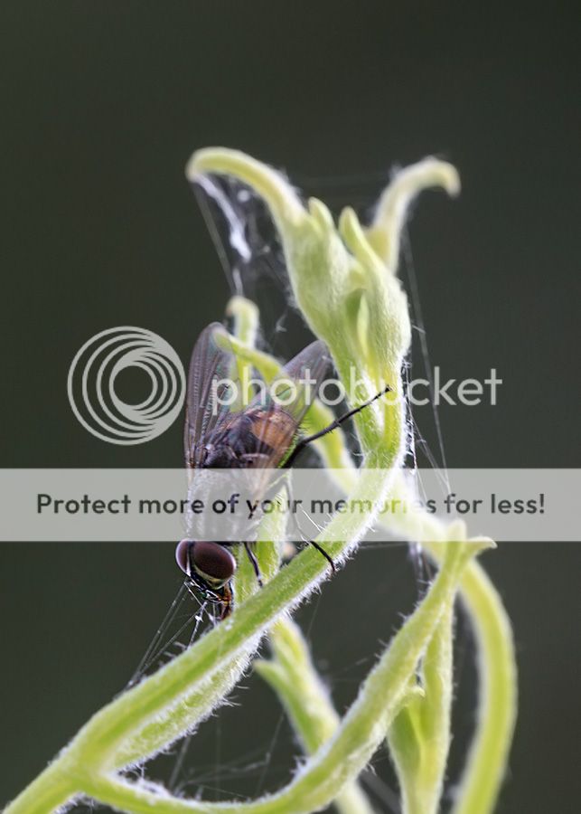 Fotografie