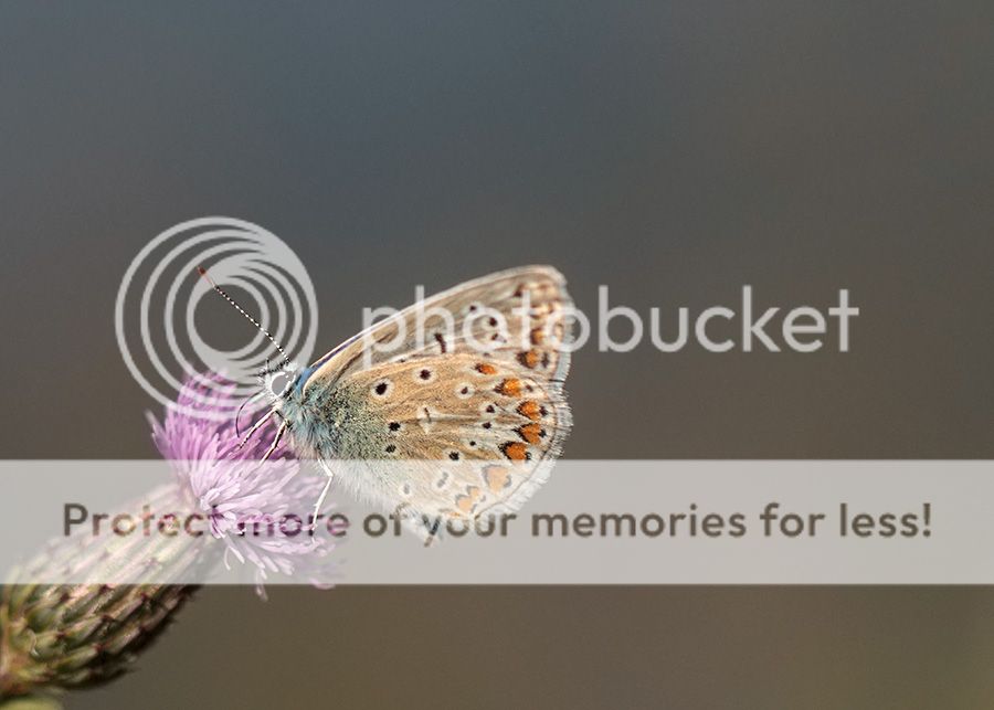 Fotografie