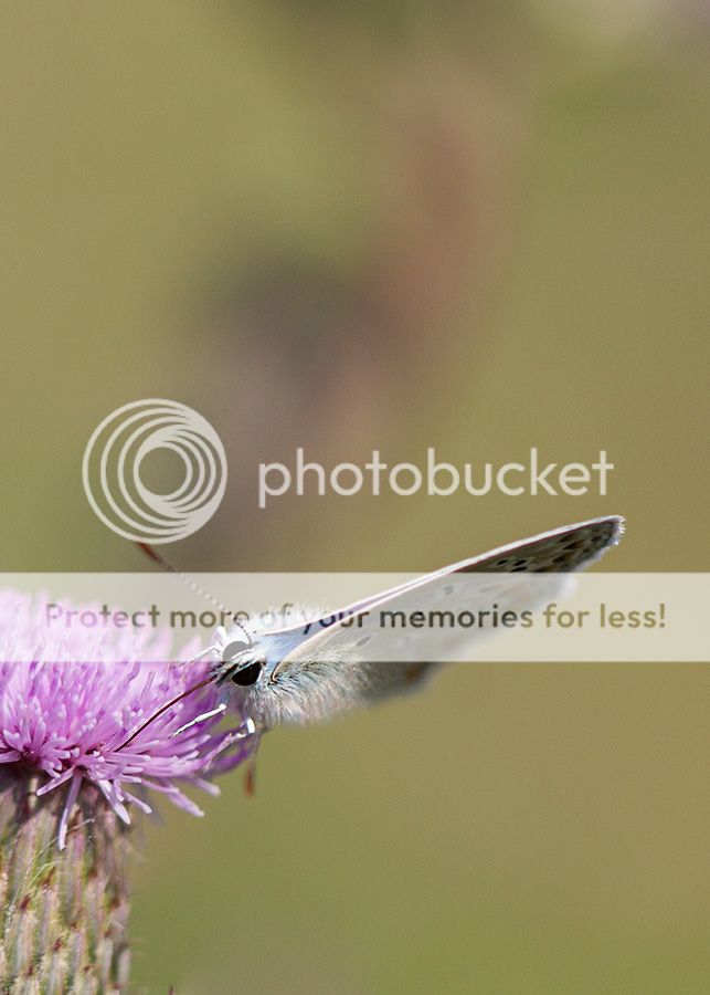 Fotografie