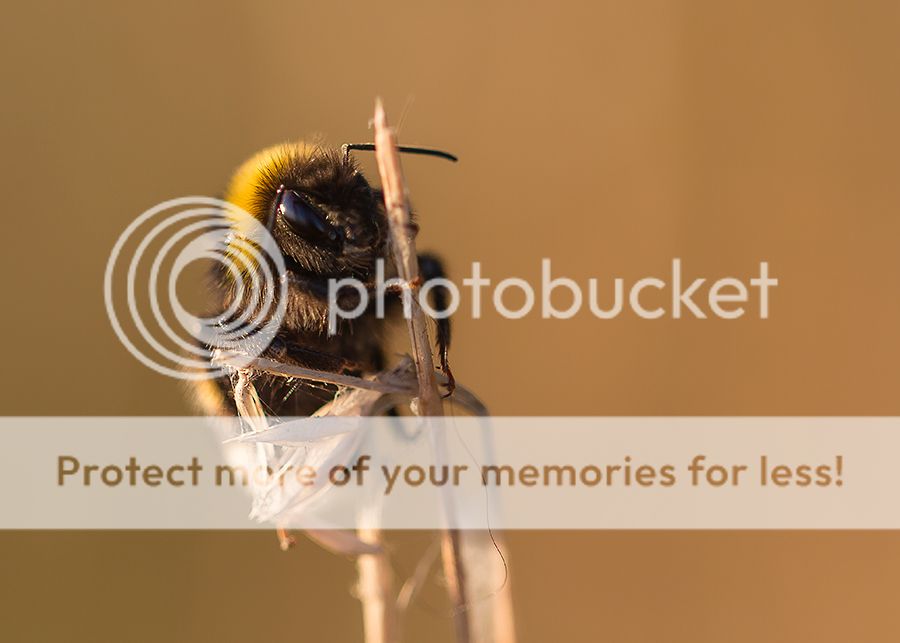 Fotografie