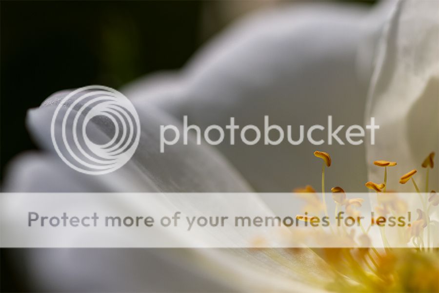 Fotografie