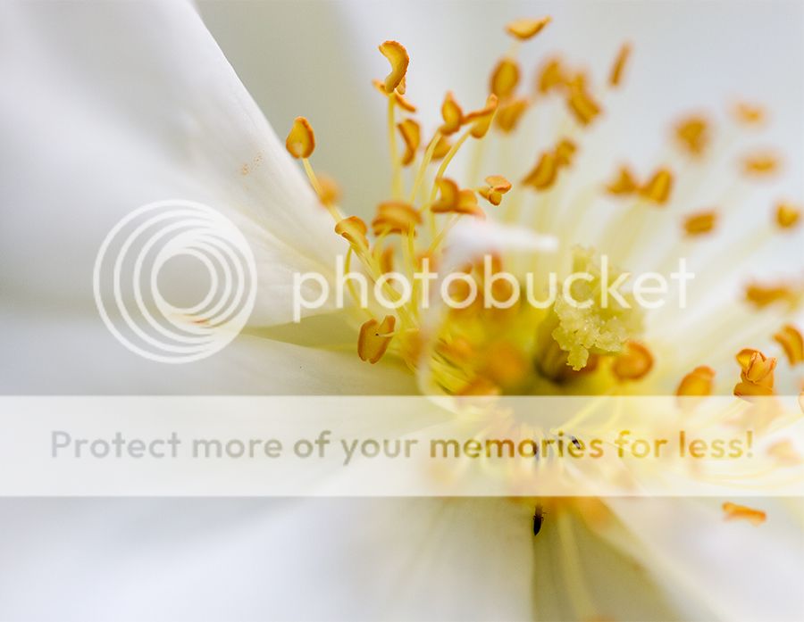 Fotografie