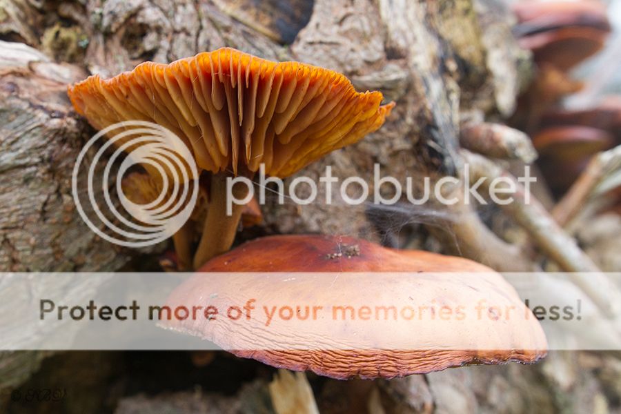 Fotografie