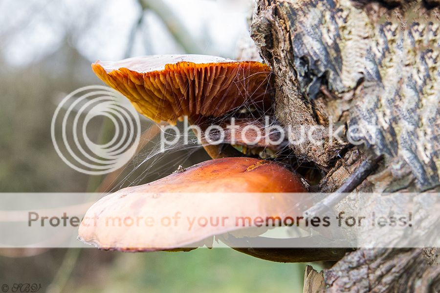 Fotografie