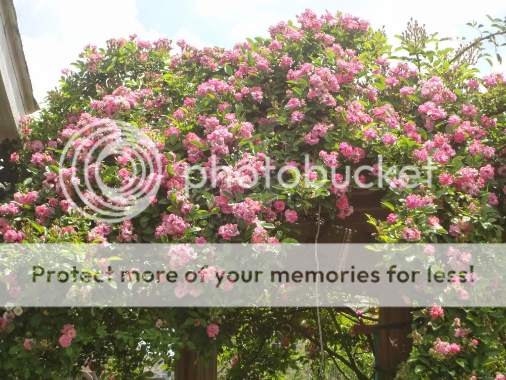 Peggy Martin photo DSC04711.jpg