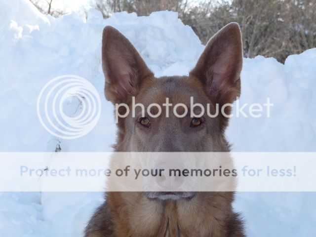 IMG_2178.jpg~original